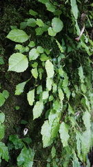 Conandron ramondioides