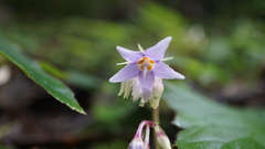 Conandron ramondioides