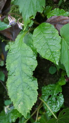 Conandron ramondioides