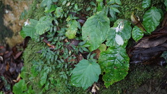 Conandron ramondioides