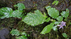 Conandron ramondioides