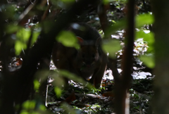 Thylogale stigmatica