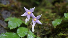 Conandron ramondioides