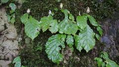 Conandron ramondioides