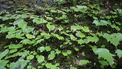 Conandron ramondioides