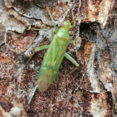 Blepharidopterus angulatus