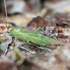 Blepharidopterus angulatus