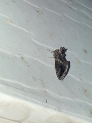 Ctenoplusia oxygramma