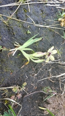 Sisyrinchium conzattii