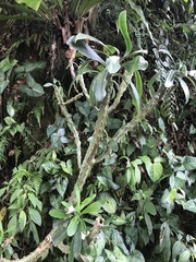 Euphorbia neriifolia