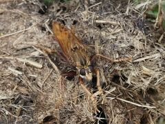 Asilus crabroniformis