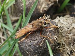 Asilus crabroniformis