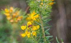 Phyllota phylicoides