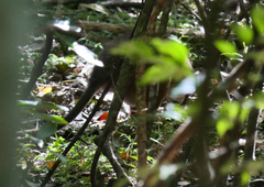 Thylogale stigmatica