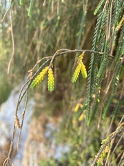 Passerina