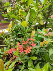 Ixora