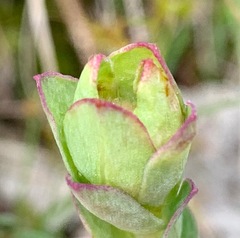 Pimelea humilis