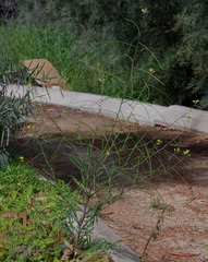 Sisymbrium orientale