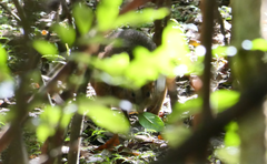 Thylogale stigmatica