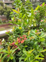 Ixora