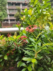 Ixora