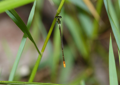 Agriocnemis dobsoni