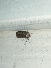 Spodoptera exigua