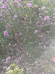 Verbena bonariensis