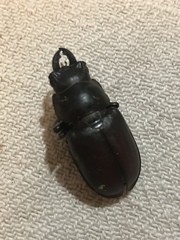 Lucanus placidus