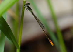 Agriocnemis dobsoni