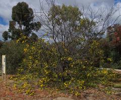 Acacia denticulosa
