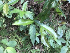 Itea parviflora