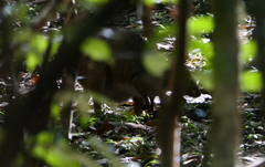 Thylogale stigmatica