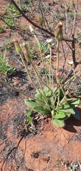 Gerbera viridifolia