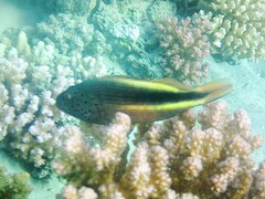 Paracirrhites forsteri