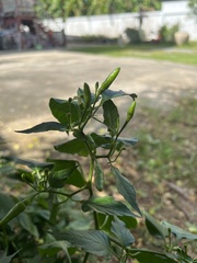 Capsicum frutescens