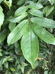 Meliosma rhoifolia