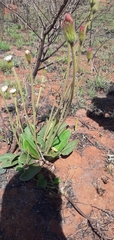 Gerbera viridifolia