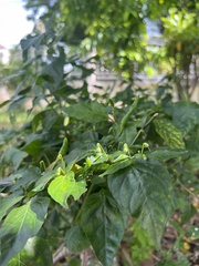 Capsicum frutescens