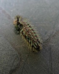 Vanessa itea