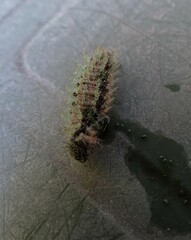 Vanessa itea