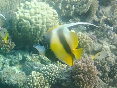 Heniochus intermedius