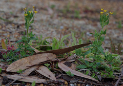 Zaluzianskya divaricata