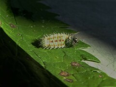 Vanessa itea