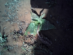 Ledebouria ovatifolia