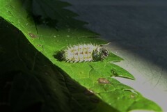 Vanessa itea