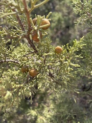 Juniperus excelsa