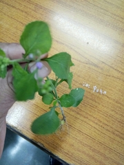 Cyanthillium cinereum