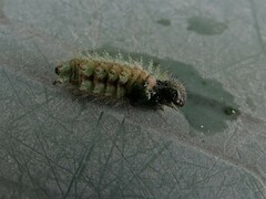 Vanessa itea