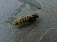 Vanessa itea